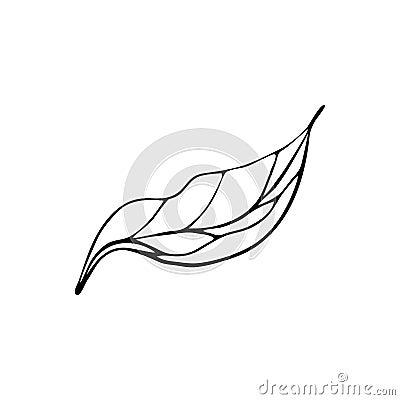 Contour engraving branch, foliage. Black and white line art decoration of leaves. Vector isolated clipart. Minimal monochrome Vector Illustration