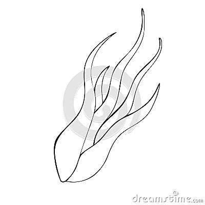 Contour image of an exotic airy plant. Vector illustration of Tillandsia caput-medusae. Freehand drawing Vector Illustration