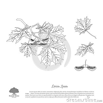 The contour image of a maple branch. Branch , seeds and leaves o Vector Illustration
