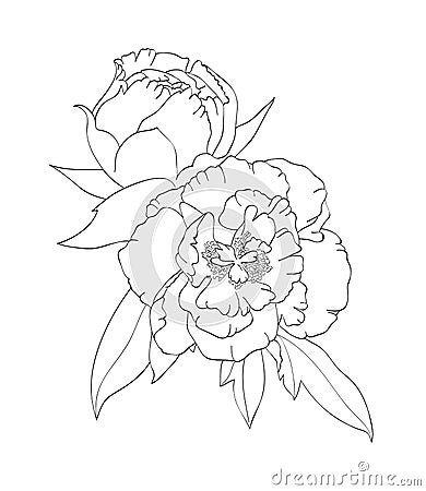 Contour image of peonies. Vector Illustration