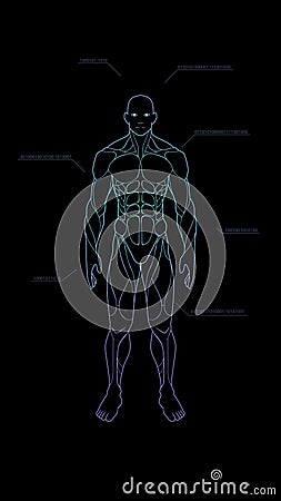 Contour shape human body anatomy neon hologram projected at black background , sci fi interface design element , illustrati Vector Illustration