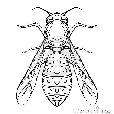 Contour sketch of a wasp with a top view on a white background. Flying insect. Vector outline object Vector Illustration