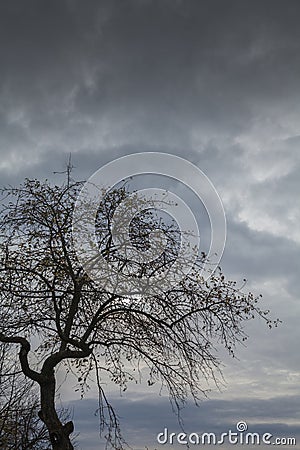 Contour of a tree Stock Photo