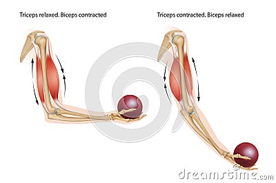 Contracting and relaxing of biceps and triceps during flexion and extension Stock Photo