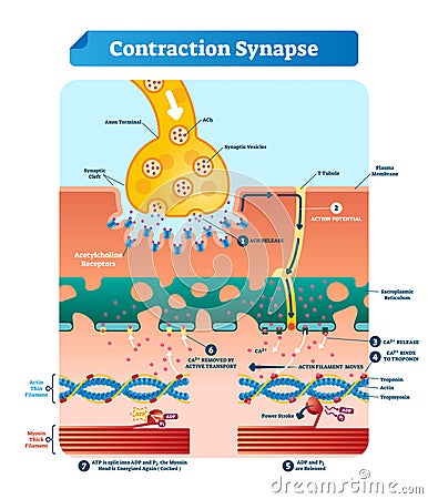 Contraction synapse vector illustration. Labeled medical structure scheme. Vector Illustration