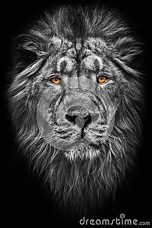 Contrast black and white photo of a maned , hair powerful male lion in night darkness with bright glowing orange eyes, isolated Stock Photo