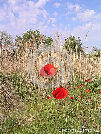 Contrast of red poppies and pale blue sky. Stock Photo