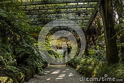 A contrast view through darkness and light in fernery in Auckland Domain New Zealand Editorial Stock Photo