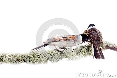 Males Reed Buntings courting females and fighting with rivals. Stock Photo
