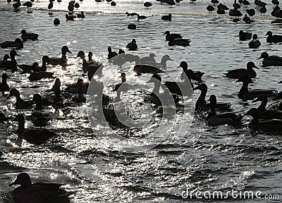 Contrejour birds Stock Photo