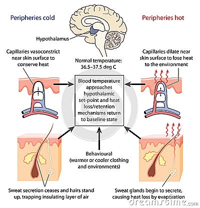 Control of body temperature Vector Illustration