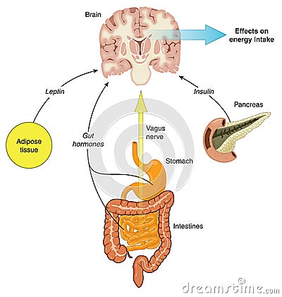 Control of food intake Vector Illustration