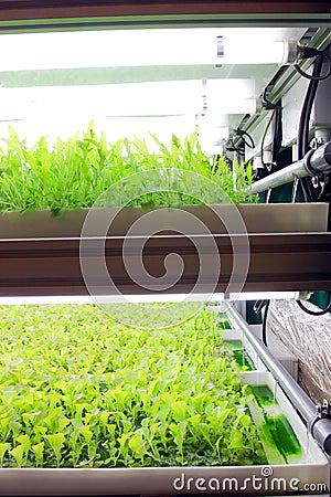 Controlled Environment Hydroponic Stock Photo