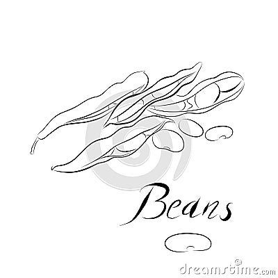 Contur line drawing. line art beans in a pod Vector Vector Illustration