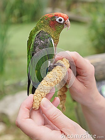 Conure Parakeet eating millet on a hand Stock Photo