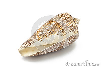 Conus aulicus, princely cone, predatory sea snail, cone shells, brown with white sea shell on white background Ocean marine Stock Photo