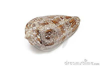 Conus aulicus, princely cone, predatory sea snail, cone shells, brown with white sea shell on white background Ocean marine Stock Photo