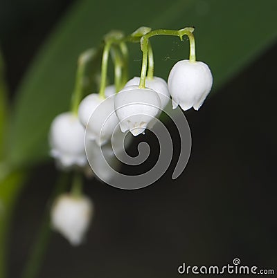 Convallaria majalis Stock Photo