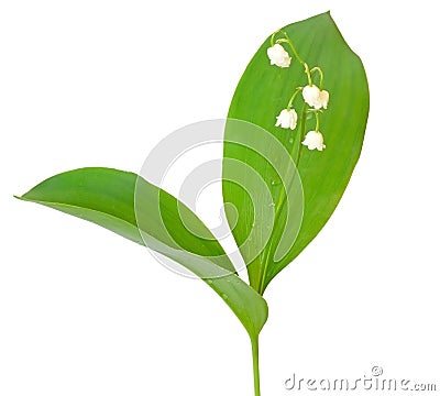 Convallaria majalis flower Stock Photo