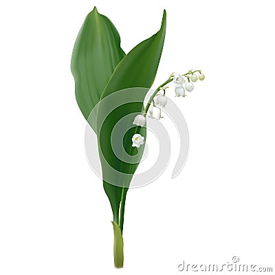 Convallaria majalis - Lily of the valley. Vector Illustration