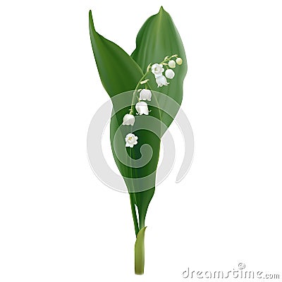 Convallaria majalis - Lily of the valley. Vector Illustration