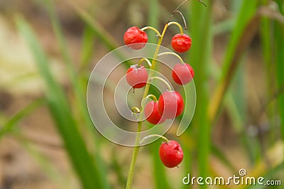 Convallaria majalis, lily of the valley, red poisonous berries Stock Photo