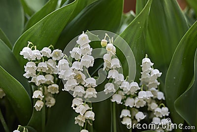 Convallaria Majalis in bloom Stock Photo