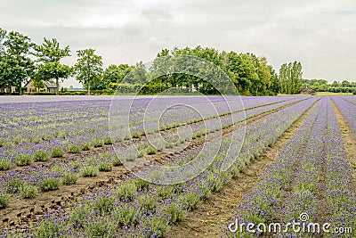 Converging beds with purple flowering lavender plants in the fie Stock Photo
