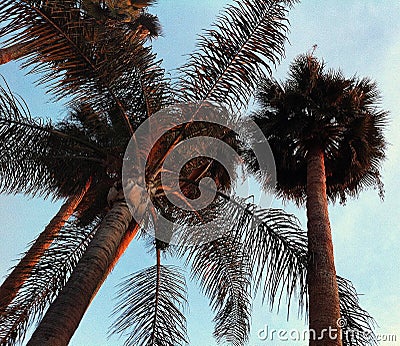 Converging Palm Trees Stock Photo