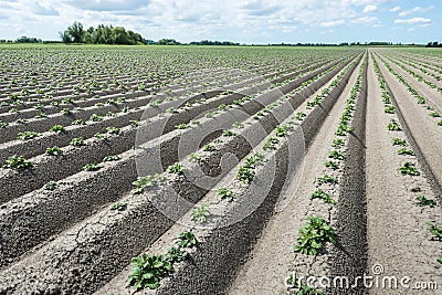 Converging ridges with young fresh green potato plants Stock Photo