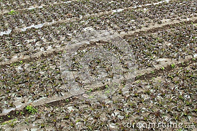 Conversion of agricultural Stock Photo