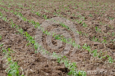 Converting agricultural acres are planted tobacco OT. watering Stock Photo