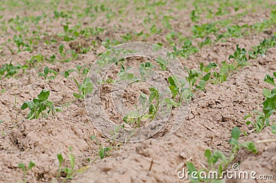 Converting agricultural acres are planted tobacco OT. watering Stock Photo