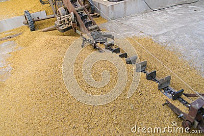 Conveyor for moving grain. Harvesting. Agriculture and farming Stock Photo