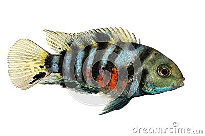 Convict cichlid Amatitlania nigrofasciata zebra cichlids aquarium fish Stock Photo