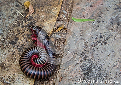 Convoluted Millipede at the Blyde River Canyon Stock Photo