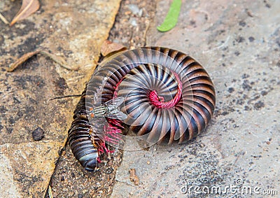 Convoluted Millipede at the Blyde River Canyon Stock Photo