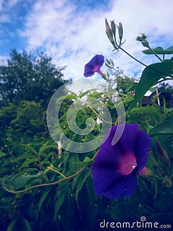 Convolvulaceae plant. morning purple flower bloom in the garden Stock Photo