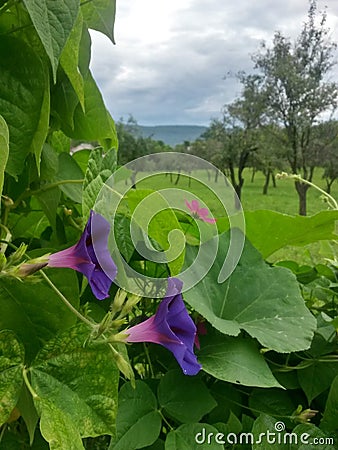 Convolvulaceae plant. morning purple flower bloom in the garden Stock Photo