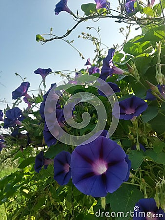 Convolvulaceae plant. morning purple flower bloom in the garden Stock Photo