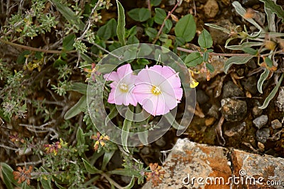 Convolvulus arvensis flower. Stock Photo