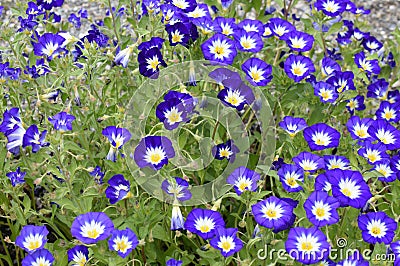 Convolvulus tricolor blue flowers in a garden Stock Photo