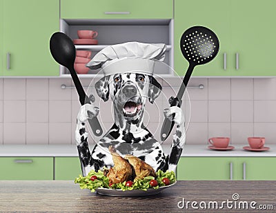 Cook dalmatian dog sitting in the kitchen Stock Photo