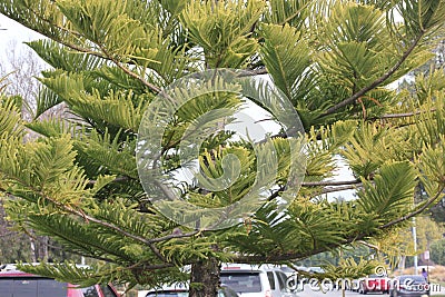 Cook pine, Coral reef araucaria, Araucaria columnaris, Stock Photo