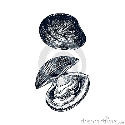 Cooked Atlantic surf clam illustrations. Edible molluscs. Shellfish and seafood restaurant design element. Hand drawn sea clams Cartoon Illustration