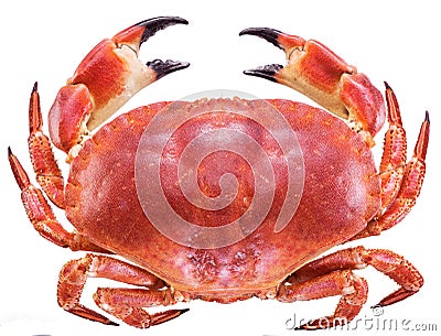 Cooked brown crab or edible crab. Stock Photo