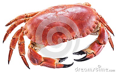 Cooked brown crab or edible crab Stock Photo