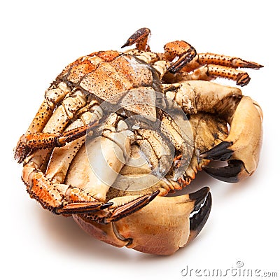 Cooked brown crab Stock Photo