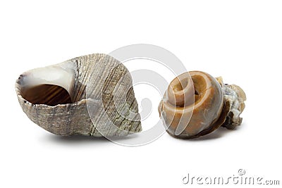 Cooked common periwinkle Stock Photo