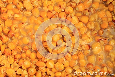 Cooked corn seeds for carp as a baat. Stock Photo